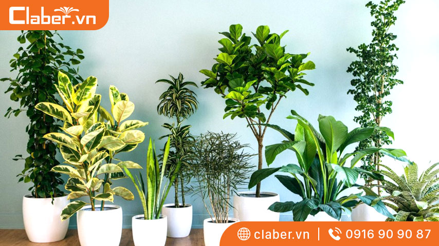 Bí kíp chọn cây trong nhà hợp phong thủy, đổi vận cho 12 con giáp