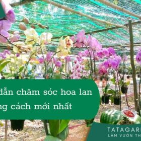 HƯỚNG DẪN TRỒNG VÀ CHĂM SÓC LAN ĐÚNG CÁCH, LAN RA ĐỀU, ĐẸP MỚI NHẤT 2023