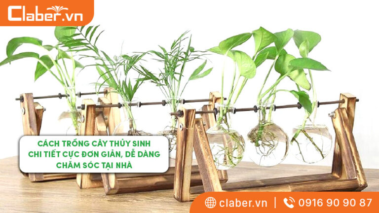 Cách trồng cây thủy sinh chi tiết cực đơn giản, dễ dàng chăm sóc tại nhà