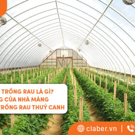 Nhà màng trồng rau là gì? Tác dụng của nhà màng dùng trong trồng rau thuỷ canh