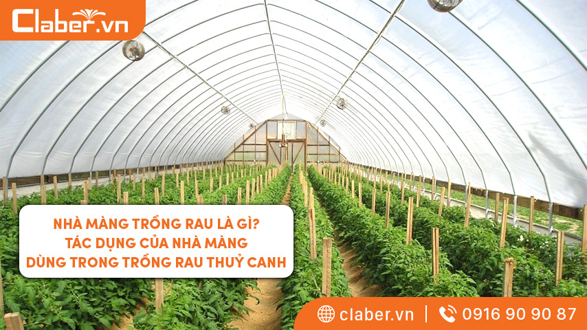 Nhà màng trồng rau là gì? Tác dụng của nhà màng dùng trong trồng rau thuỷ canh