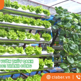 Cách làm vườn thủy canh tại nhà 100% thành công