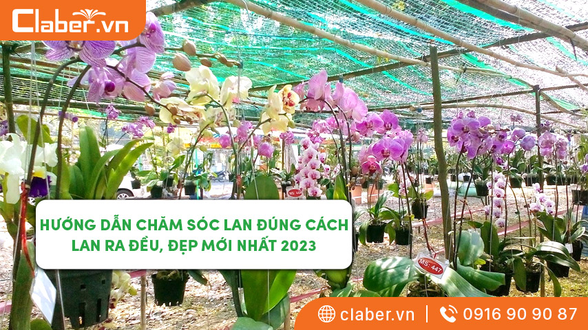 Hướng dẫn chăm sóc lan đúng cách cho người mới bắt đầu