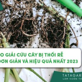 Mẹo giải cứu cây bị thối rễ nhanh, đơn giản và hiệu quả nhất 2024