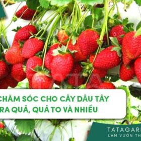 Top mẹo chăm sóc cho cây dâu tây nhanh ra quả, quả to và nhiều mới nhất 2024