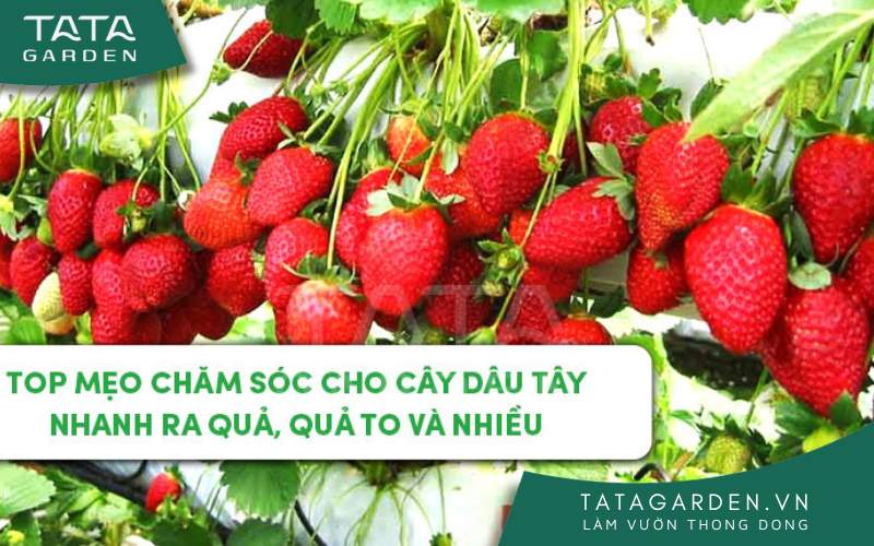 Top mẹo chăm sóc cho cây dâu tây nhanh ra quả, quả to và nhiều mới nhất 2024
