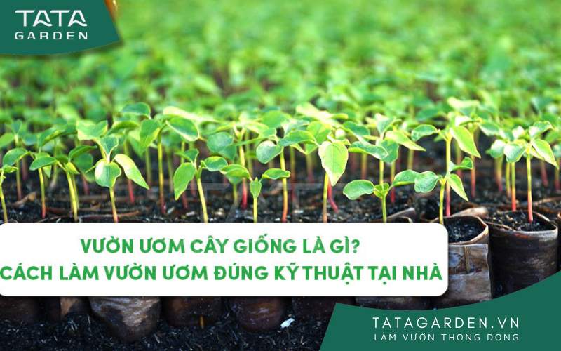 Vườn ươm cây giống là gì? Cách làm vườn ươm đúng kỹ thuật tại nhà