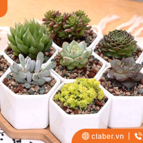 Tất tần tật những thông tin về cấu tạo và nguyên lý hoạt động của chậu thông minh tự tưới nước 