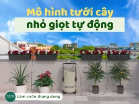 7+ Giải pháp tưới cây nhỏ giọt tự động – giải pháp thông minh cho mọi ban công, sân thượng biệt thự, nhà phố