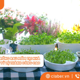 Top 5 cách trồng rau mầm tại nhà đơn giản với tỷ lệ thành công cao