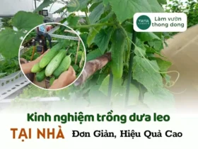 Tổng hợp kinh nghiệm trồng dưa leo tại nhà đơn giản, hiệu quả nhất