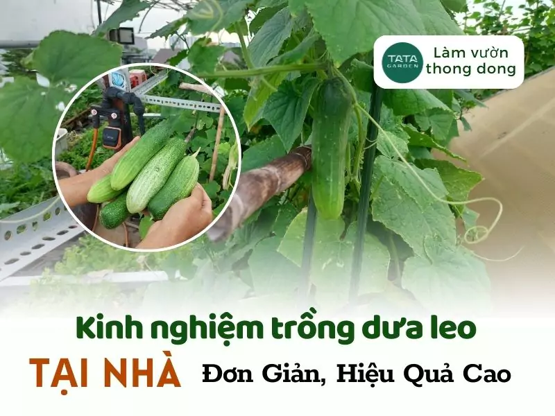 Tổng hợp kinh nghiệm trồng dưa leo tại nhà đơn giản, hiệu quả nhất