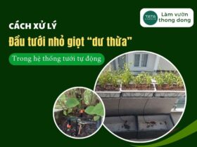 3 cách xử lý đầu tưới nhỏ giọt “dư thừa” trong hệ thống tưới cây tự động