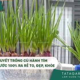 Bí quyết trồng củ hành tím bằng nước 100% ra rễ to, đẹp, khỏe