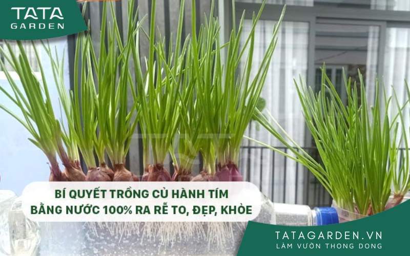Bí quyết trồng củ hành tím bằng nước 100% ra rễ to, đẹp, khỏe