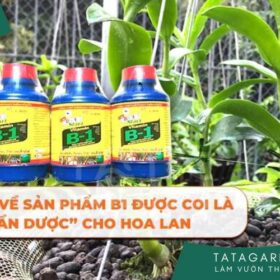 THỰC HƯ VỀ SẢN PHẨM B1 ĐƯỢC COI LÀ “THẦN DƯỢC” CHO HOA LAN