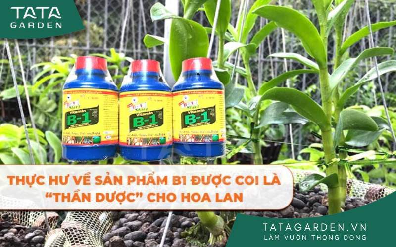 THỰC HƯ VỀ SẢN PHẨM B1 ĐƯỢC COI LÀ “THẦN DƯỢC” CHO HOA LAN