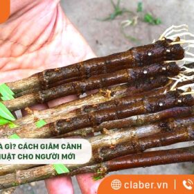 Giâm cành là gì? Cách giâm cành đúng kỹ thuật cho người mới