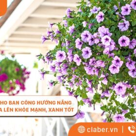 Hoa trang trí cho ban công hướng nắng cực phù hợp, hoa lên khỏe mạnh, xanh tốt