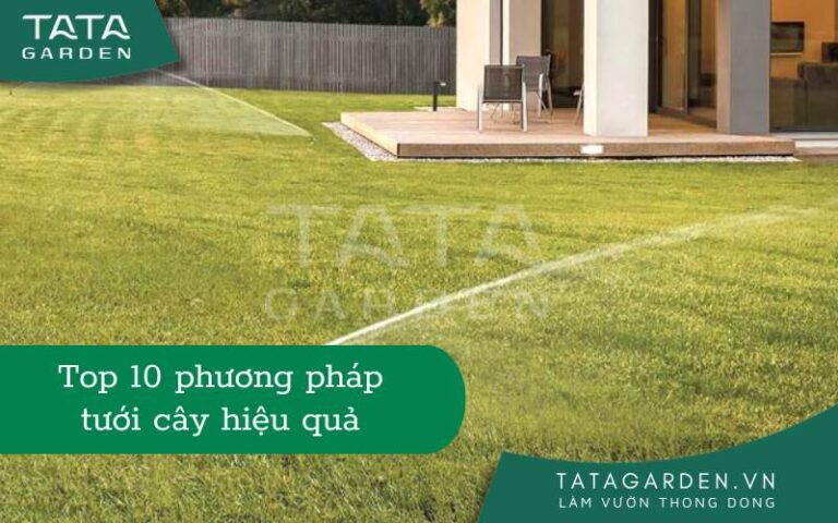 Top 10 phương pháp tưới cây khi vắng nhà hiệu quả