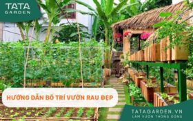 Hướng dẫn bố trí vườn rau đẹp- Tham khảo những mẫu vườn rau đẹp tại nhà