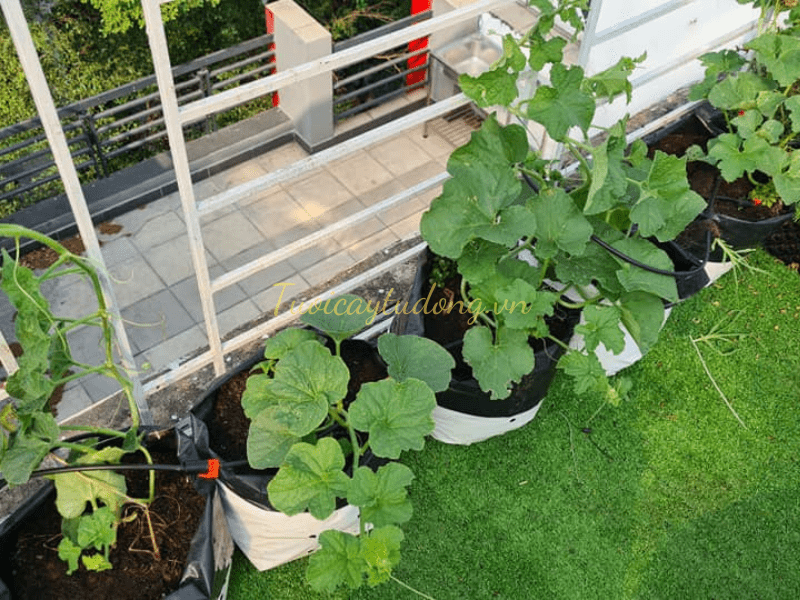 THI CÔNG LẮP ĐẶT HỆ THỐNG TƯỚI VƯỜN RAU BẰNG BÉC TƯỚI NHỎ GIỌT