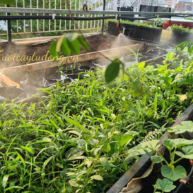 LẮP ĐẶT HỆ THỐNG TƯỚI PHUN SƯƠNG CHO VƯỜN RAU NHÀ PHỐ