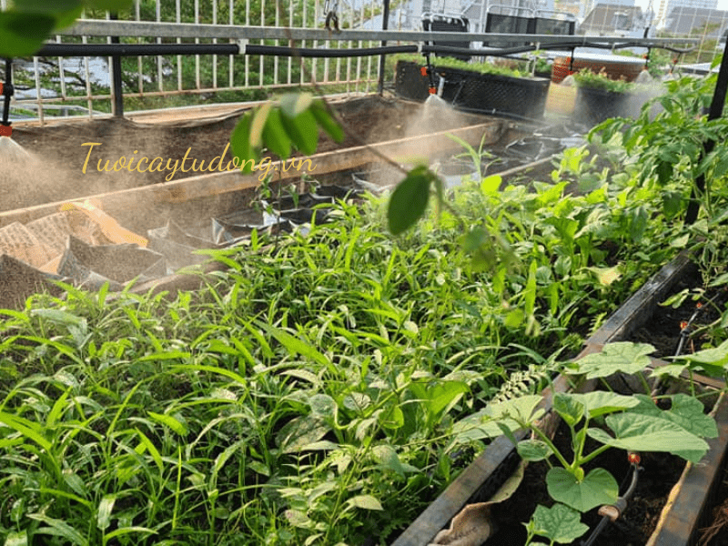 LẮP ĐẶT HỆ THỐNG TƯỚI PHUN SƯƠNG CHO VƯỜN RAU NHÀ PHỐ