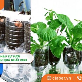 Cách làm chậu tự tưới đơn giản và hiệu quả 2023