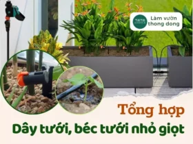 Review 15+ béc tưới nhỏ giọt cao cấp cho sân vườn nhà phố đẳng cấp