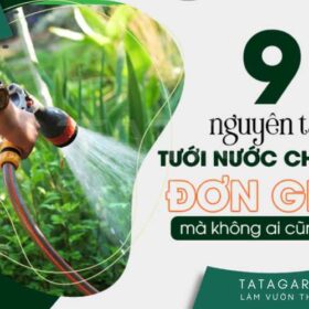 9 nguyên tắc tưới nước cho cây đơn giản mà không phải ai cũng biết