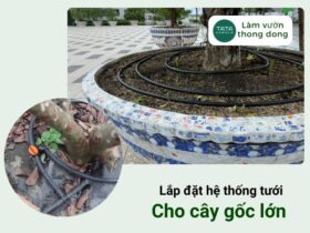 Lắp đặt hệ thống tưới cho cây gốc lớn