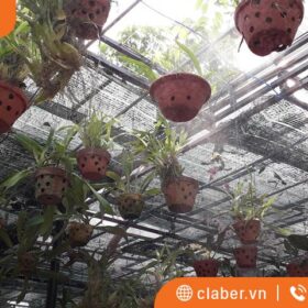 Kinh nghiệm chăm sóc vườn cây trên mái với thiết bị tưới phun sương