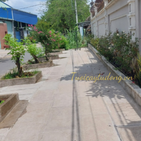 LẮP ĐẶT HỆ THỐNG TƯỚI TỰ ĐỘNG NHÀ KHÁCH HÀNG Ở CỦ CHI, HCM