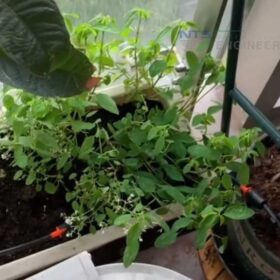 Khách hàng tự lắp hệ thống tưới cây tự động cho ban công nhà phố quận 7 HCM