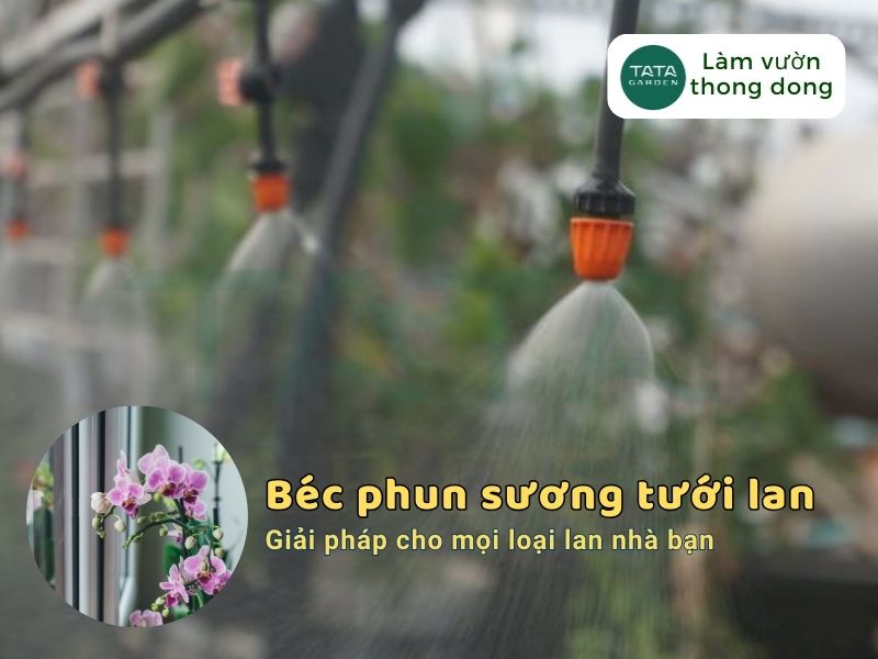 Béc tưới phun sương tưới lan – Giải pháp cho mọi loại lan nhà bạn