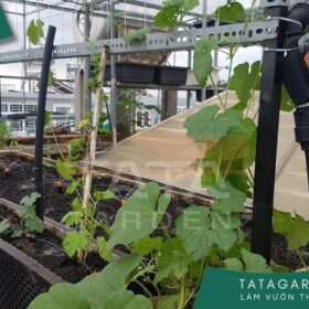 Tưới Cây Giờ Nào Tốt và cách lựa chọn thiết bị tưới an toàn