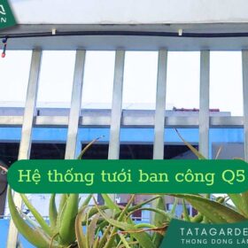 Lắp hệ thống tưới ban công kết hợp cho nhà khách tại Quận 5 HCM