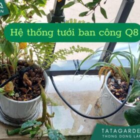 Thi công lắp đặt hệ thống tưới ban công nhà phố quận 8 Thành Phố Hồ Chí Minh