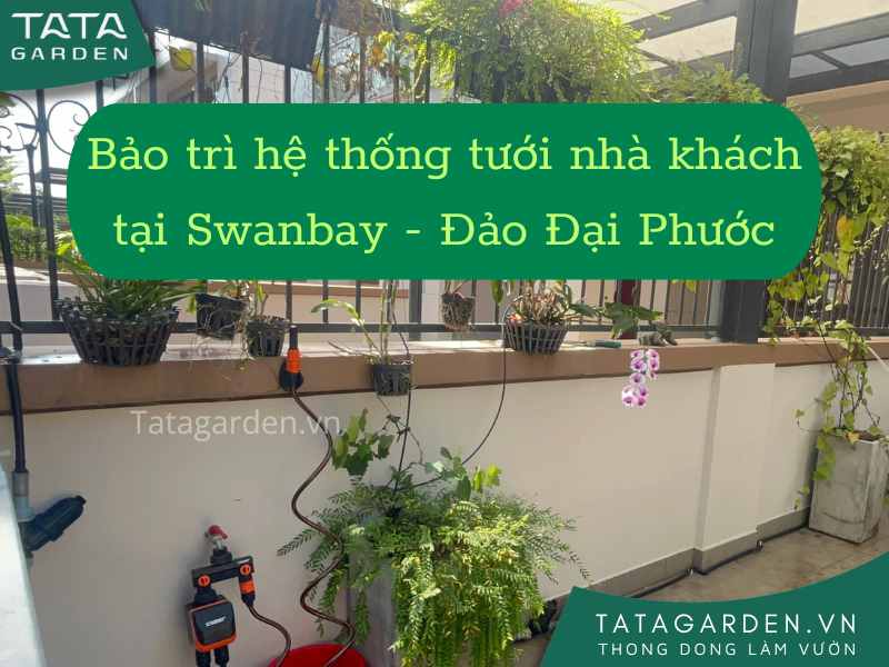 Bảo trì hệ thống tưới tự động sân vườn cho biệt thự tại khu đô thị Swan Bay –  Đồng Nai