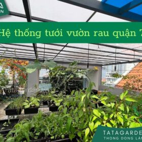 Lắp đặt hệ thống tưới cây cho sân thượng nhà phố quận 7 Hồ Chí Minh