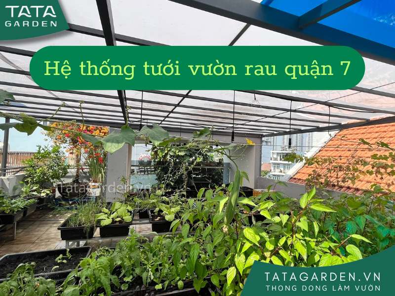 Lắp đặt hệ thống tưới cây cho sân thượng nhà phố quận 7 Hồ Chí Minh