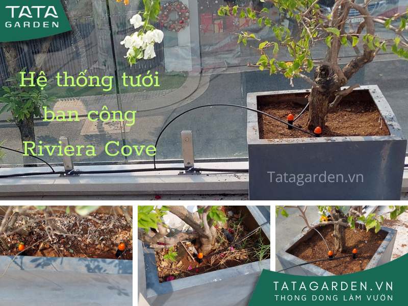 Lắp đặt hệ thống tưới ban công khu Riviera Cove Thành phố Thủ Đức – HCM
