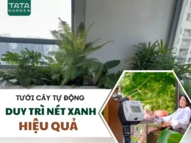 Hệ thống tưới cây tự động: cách duy trì nét xanh hiệu quả