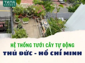 Thi công lắp đặt hệ thống tưới tự động cho ban công tại Thủ Đức – Hồ Chí Minh