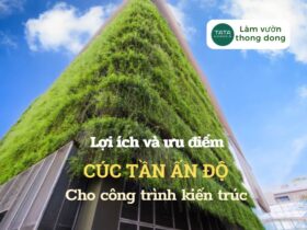 Những lợi ích và ưu điểm của cây cúc tần Ấn Độ cho công trình xây dựng