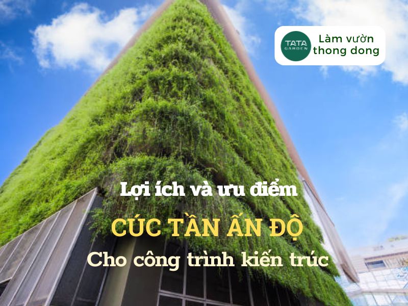 Những lợi ích và ưu điểm của cây cúc tần Ấn Độ cho công trình xây dựng