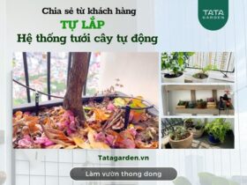 Chia sẻ khách hàng: tự lắp hệ thống tưới cây tự động tại Hà Nội