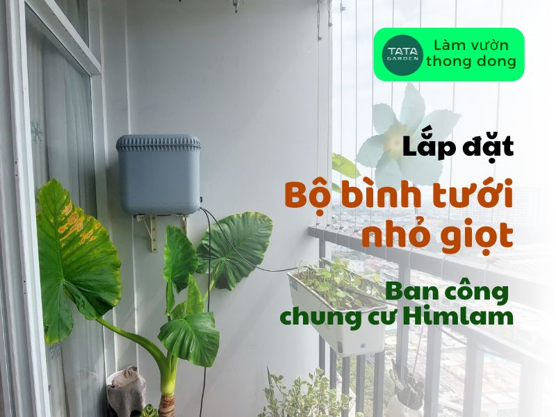 Lắp đặt bộ tưới nhỏ giọt cho ban công tại chung cư Himlam Phú Đông, Dĩ An, Bình Dương