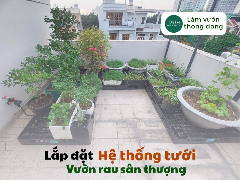 Lắp đặt hệ thống tưới tự động cho vườn rau tại sân thượng quận Bình Tân